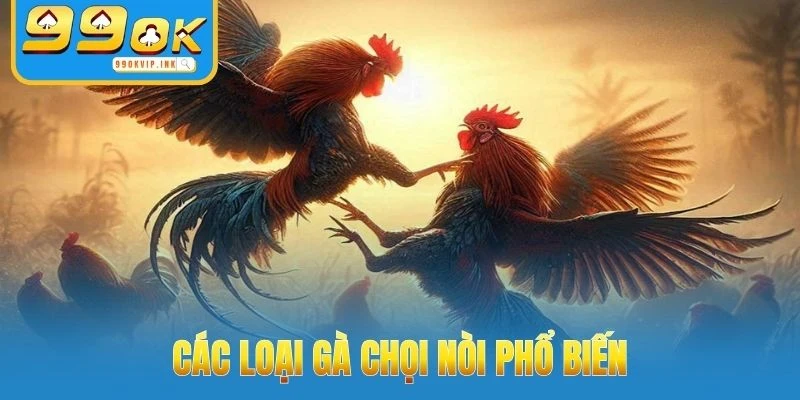 Các loại gà chọi nòi phổ biến