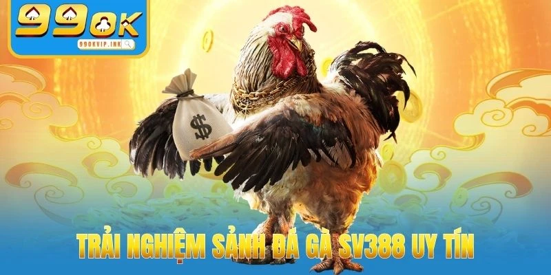 Trải nghiệm sảnh Đá Gà SV388 uy tín